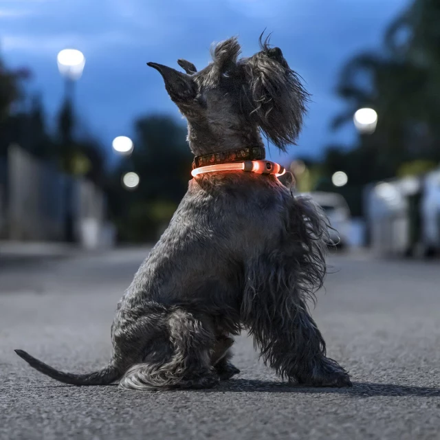 LED Collar for Pets Petlux