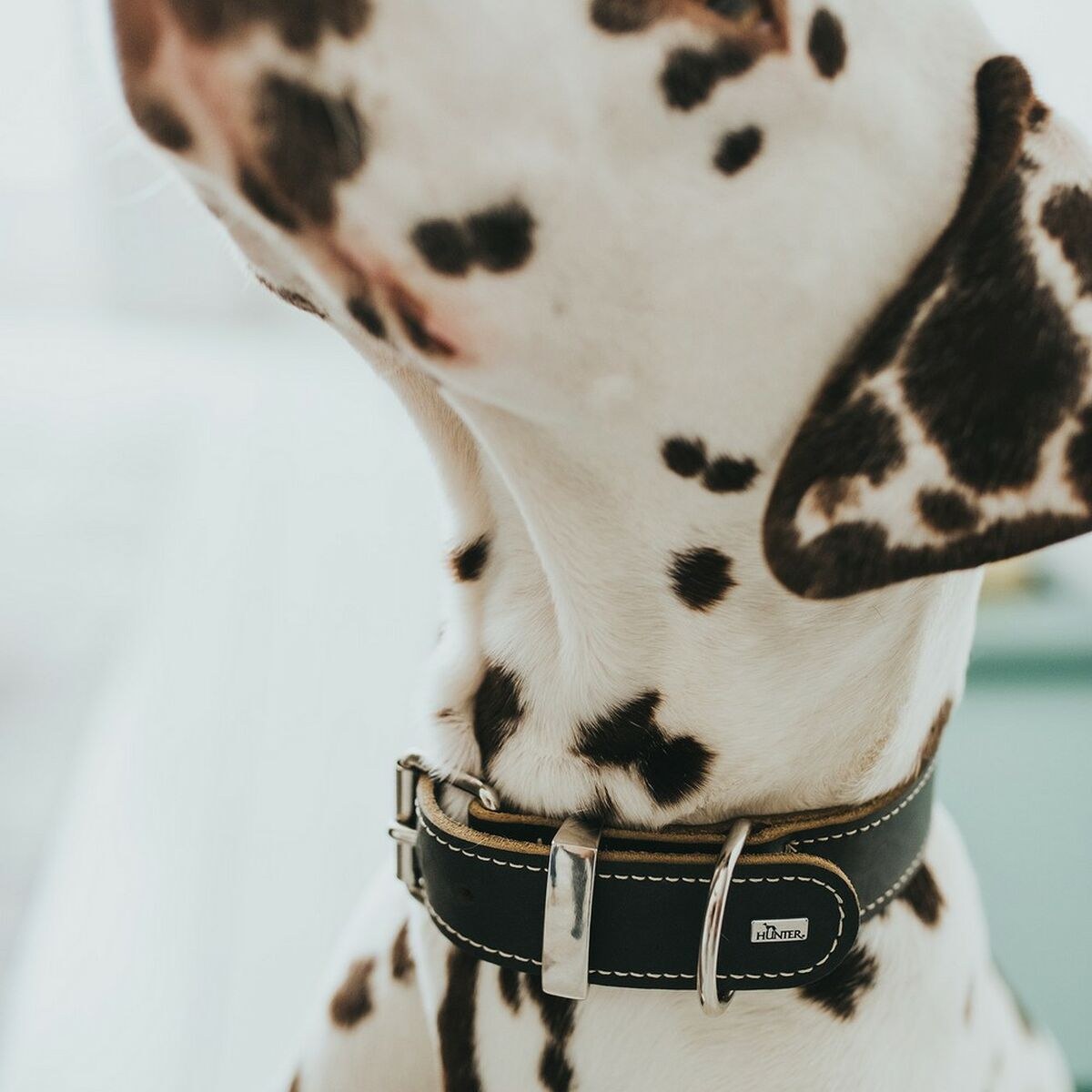Dog collar Aalborg Black (24-30 cm)