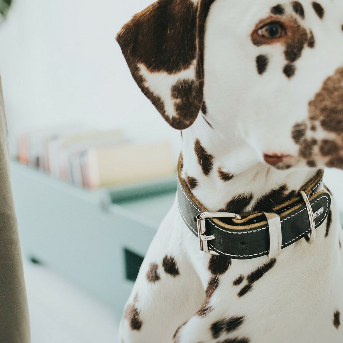 Dog collar Aalborg Black (24-30 cm)
