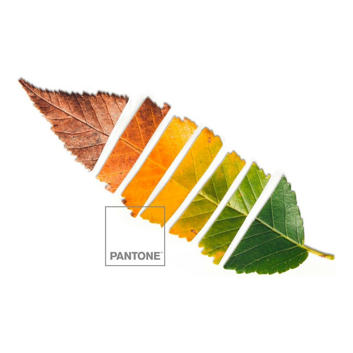 Nordic cover Leaf