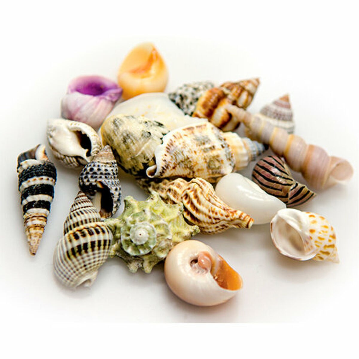 Раковины Sea