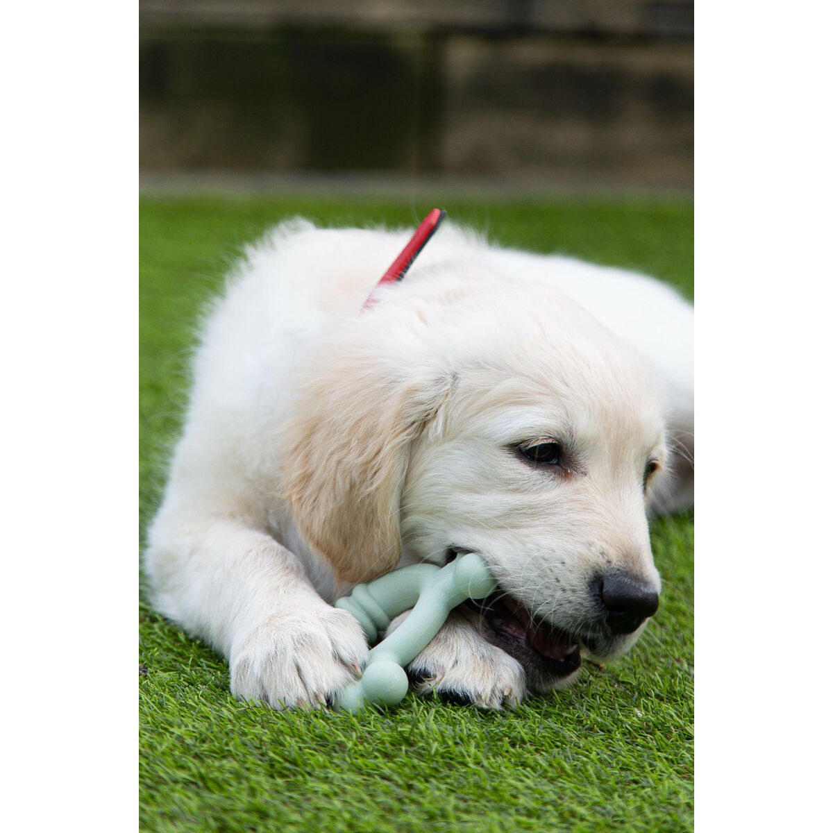 Dog chewing toy SENSORY TACTILE RING Green Peanut butter Chicken S